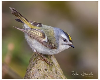 Golden Crowned Kinglet Bird Photo Print, Ornithology bird lover, Bird gift, kinglet photography