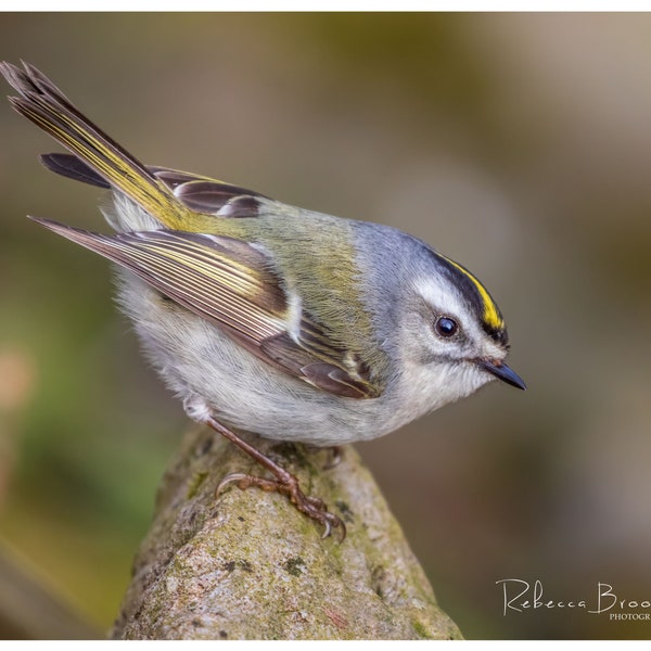 Golden Crowned Kinglet Bird Photo Print, Ornithology bird lover, Bird gift, kinglet photography