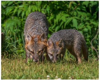 Adult Male Grey Fox and Son eating together, Grey fox kit photography, fox lover gift, Grey fox lover