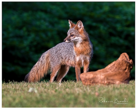 Adult Female Grey Fox Phot Print, Grey Fox Photography, Fox Lover