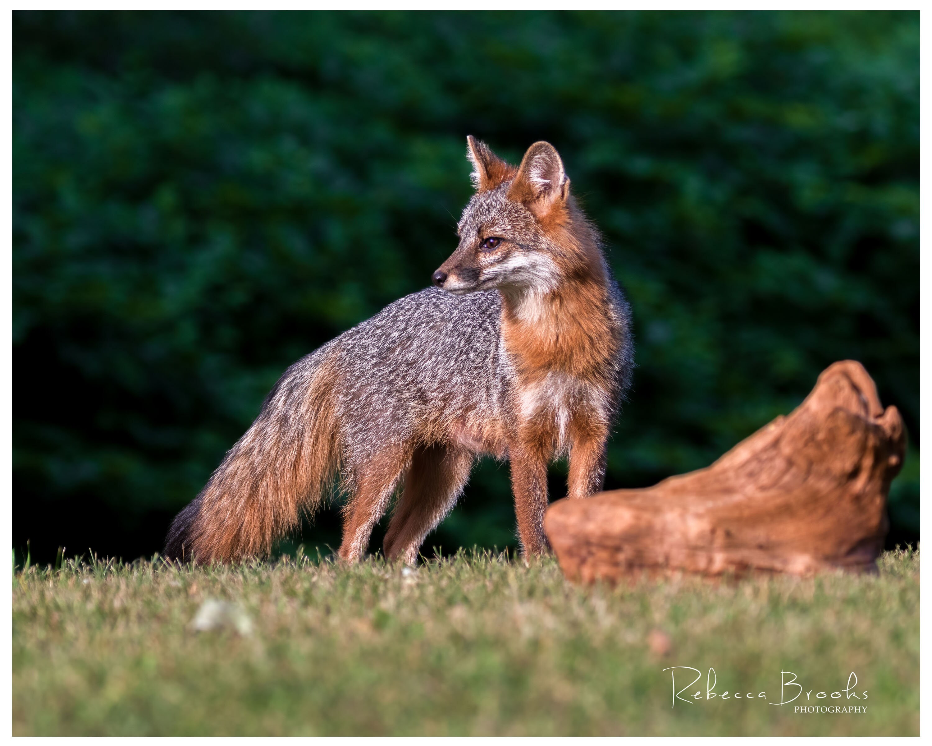 Adult Female Grey Fox Phot Print, Grey Fox Photography, Fox Lover