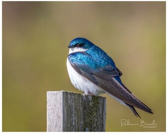 Tree Swallow Bird Photo Print, Ornithology bird lover, Bird gift, Tree Swallow photography
