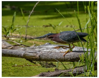 Green Heron bird photo print, bird photography, wild bird photo, ornithology print, hunting green heron