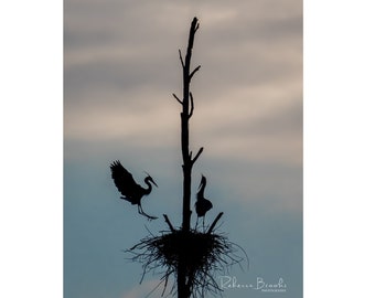 Great Blue Heron Incoming Silhouette photo. bird photography, wild bird photo, ornithology print, silhouette photography