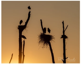 Great Blue Heron Rookery Silhouettes photo. bird photography, wild bird photo, ornithology print, silhouette photography