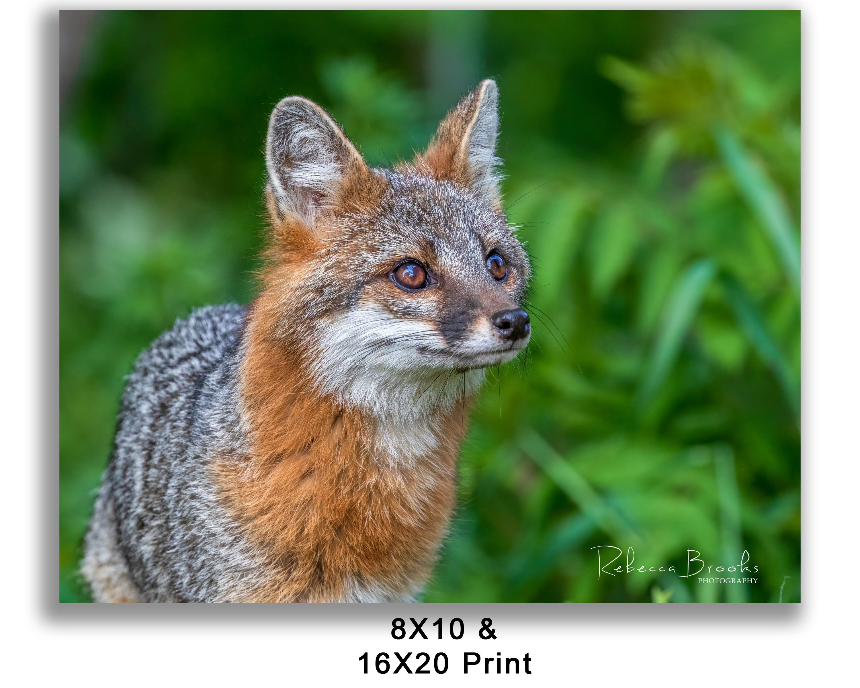 Adult Female Grey Fox Phot Print, Grey Fox Photography, Fox Lover