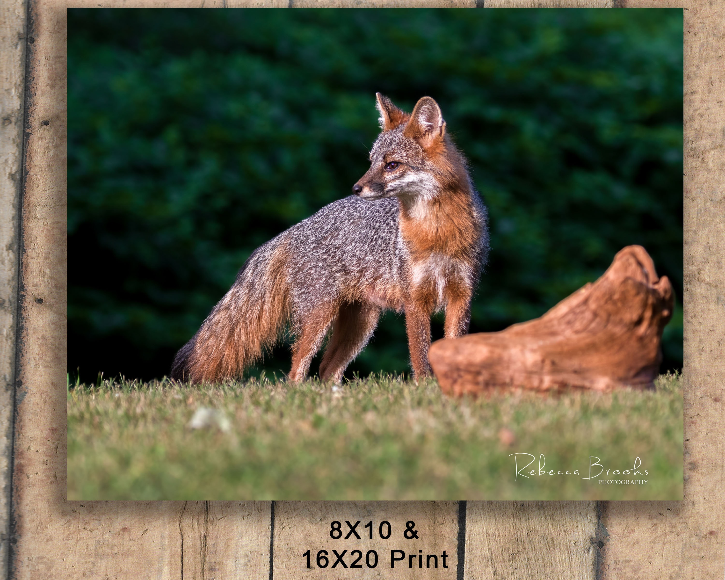 Adult Female Grey Fox Phot Print, Grey Fox Photography, Fox Lover