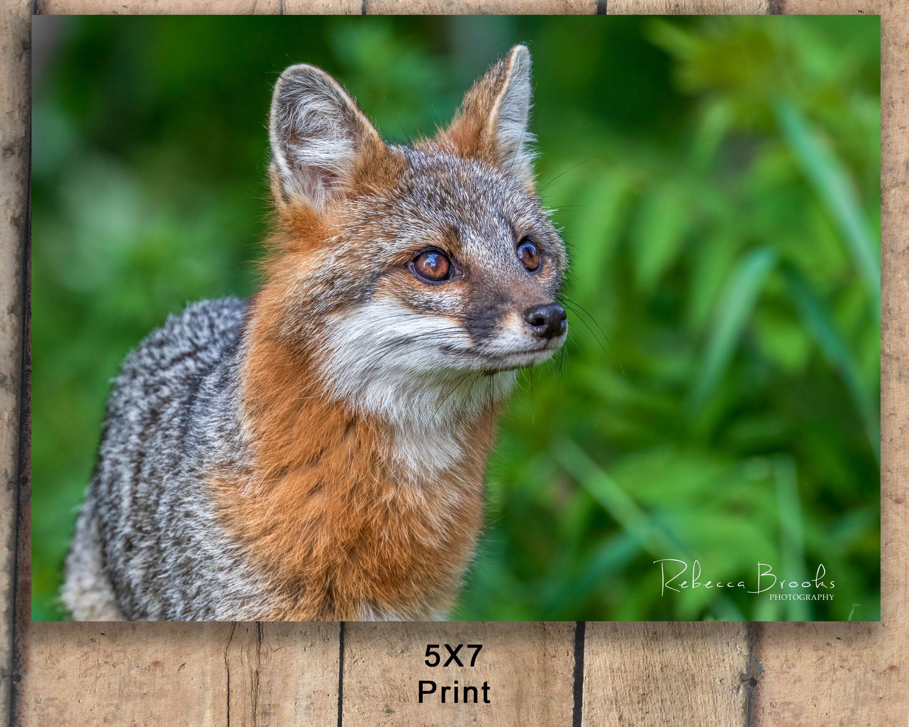Adult Female Grey Fox Phot Print, Grey Fox Photography, Fox Lover
