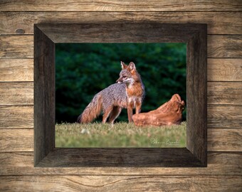 Adult Female Grey Fox Phot Print, Grey Fox Photography, Fox Lover