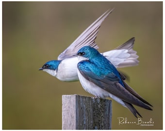 Tree Swallows Bird Photo Print, Ornithology bird lover, Bird gift, Tree Swallow photography