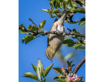 Tennessee Warbler Bird Photo Print, Ornithology bird lover, Bird photo gift, warbler photography,