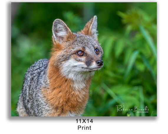 Adult Female Grey Fox Phot Print, Grey Fox Photography, Fox Lover