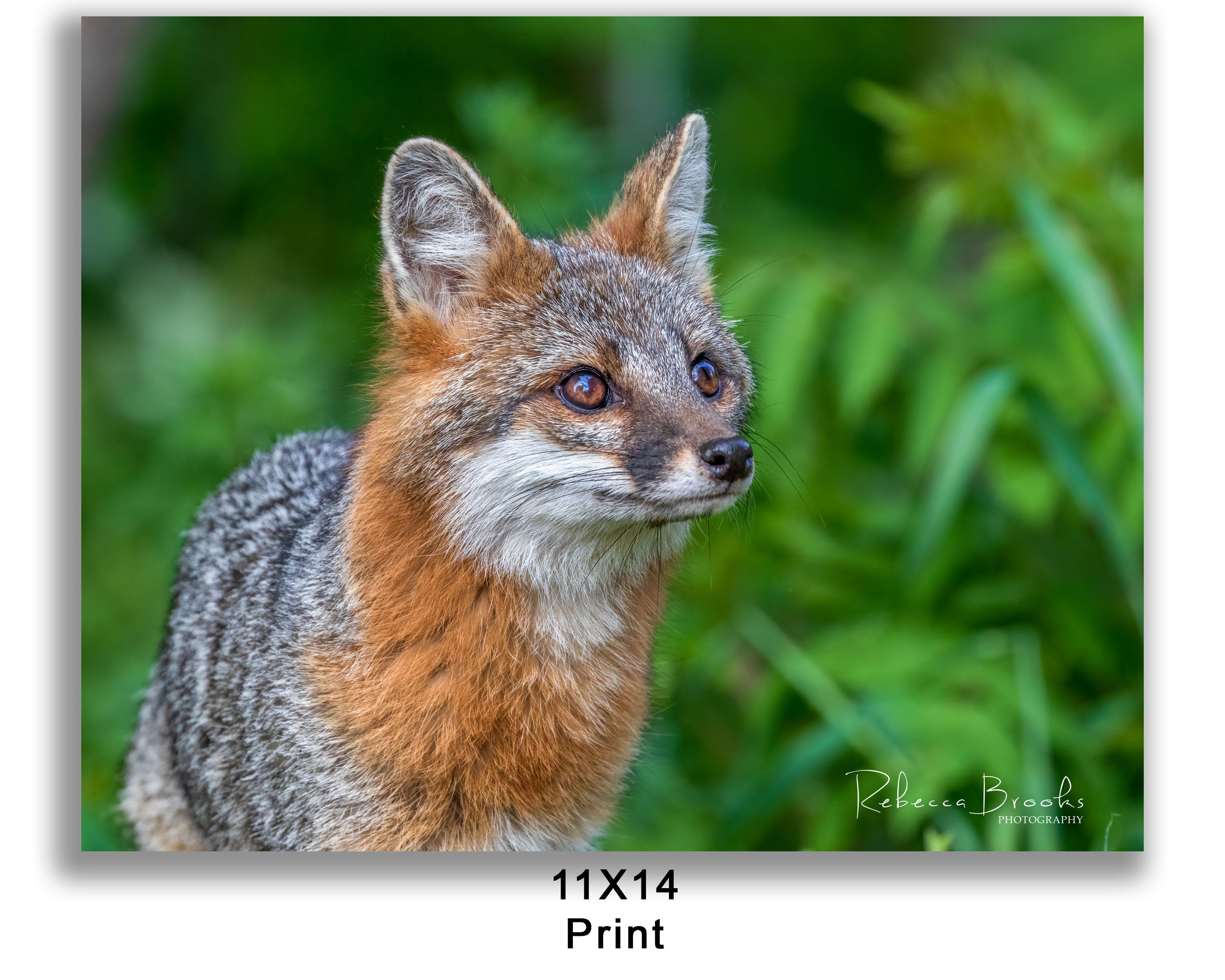 Adult Female Grey Fox Phot Print, Grey Fox Photography, Fox Lover