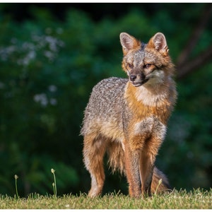 Adult Male Grey Fox Photo Print, Grey fox photography, fox lover gift, Grey fox lover