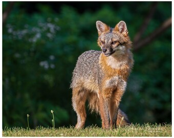 Adult Male Grey Fox Photo Print, Grey fox photography, fox lover gift, Grey fox lover