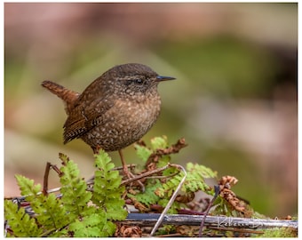 Winter Wren Bird Photo Print, Ornithology bird lover, Bird gift, Winter Wren photography