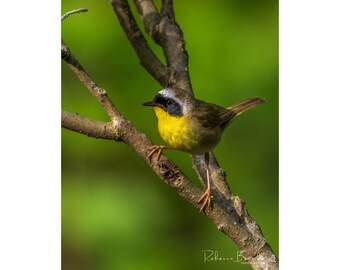 Male Common Yellow Throat bird photo Print, male common yellow throat photography, Ornithology bird lover, Bird gift