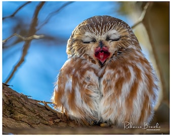 Northern Saw Whet Owl bird photo print, Ornithology bird print, Owl lover gift, Cute owl photo print