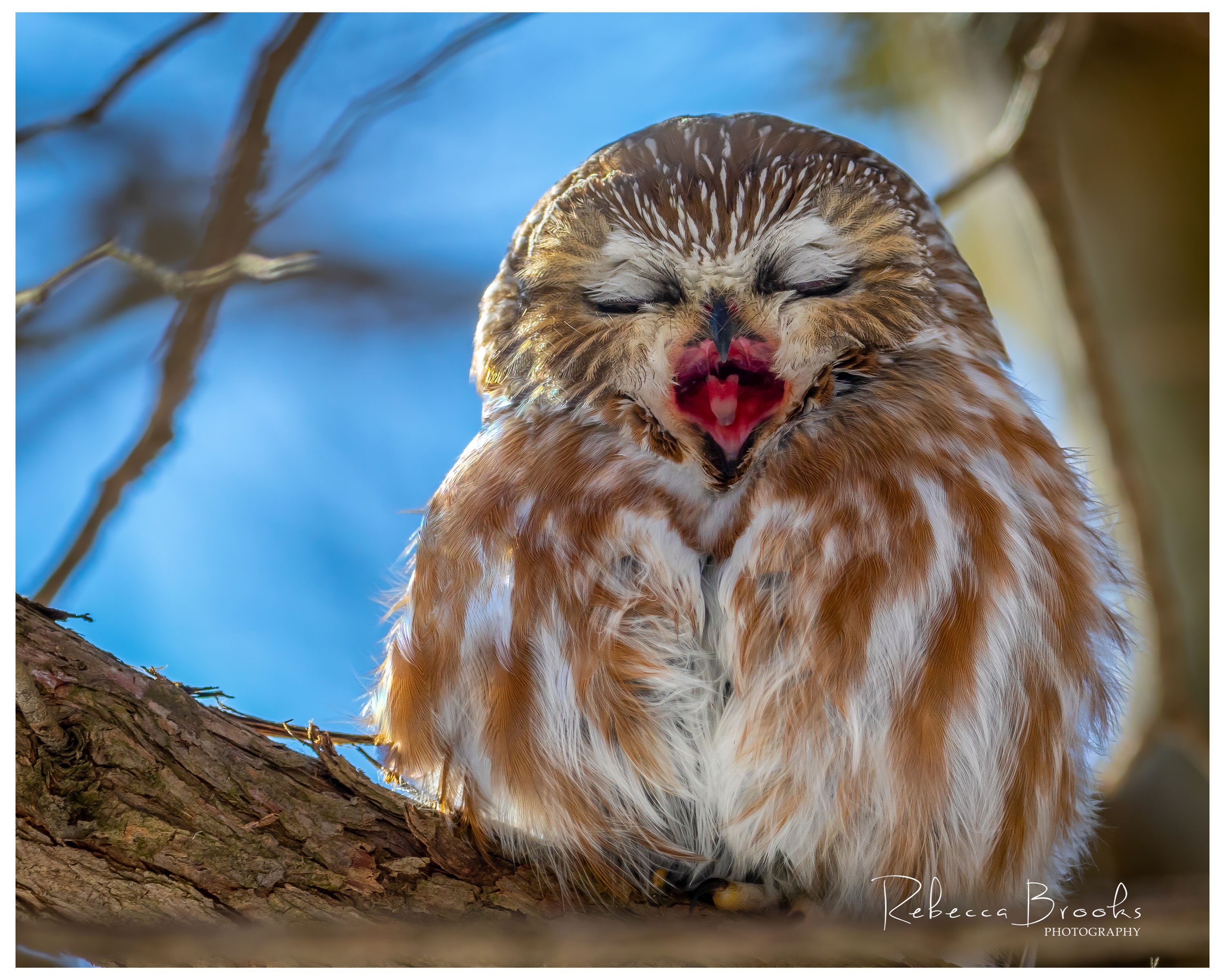 Northern Saw Whet Owl bird photo print, Ornithology bird print, Owl lover gift, Cute owl photo print