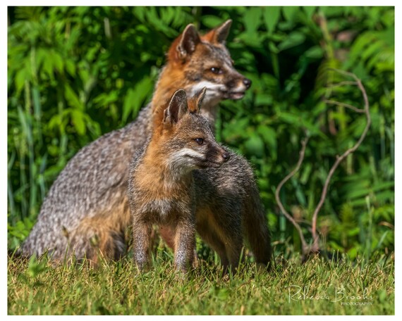 Adult Male Grey Fox and Son , Grey Fox Kit Photography, Fox Lover