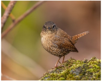 Winter Wren Bird Photo Print, Ornithology bird lover, Bird gift, Winter Wren photography