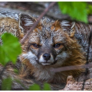 Adult Male Grey Fox Portrait Phot Print, Grey fox photography, fox lover gift, Grey fox lover