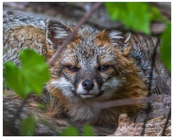 Adult Male Grey Fox Portrait Phot Print, Grey fox photography, fox lover gift, Grey fox lover