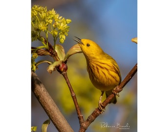 Male Yellow Warbler catching insects Print, Yellow warbler bird, Yellow warbler photography, Ornithology bird lover, Bird gift