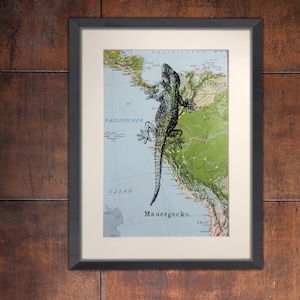 Peut inclure: Une impression encadrée d'une illustration en noir et blanc d'un gecko sur une carte de l'Amérique du Sud. La carte montre l'océan Pacifique, la mer des Caraïbes et les pays du Venezuela, de la Colombie, de l'Équateur, du Pérou, du Chili et de la Bolivie. Le texte "Pazifischer Ozean" et "Mauergecko" est visible sur la carte.
