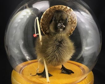 Cute Fisher baby duckling in a glass dome  - Fisherman gift - Curiosity - Duck - Cruelty free - Oddity- Taxidermy -Mummy - Oddities