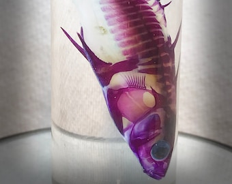 New! pre order Rare Décor  Diaphonized Stickleback Fish  in a jar -  Steampunk décor -Unique  Gift  - Cruelty free - Oddity- Wet specimen