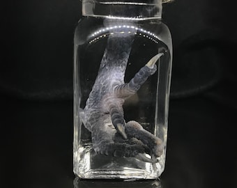 May include: A small glass jar with a red wax seal and a brown twine lid contains a preserved bird foot.