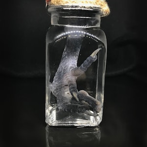 May include: A small glass jar with a red wax seal and a brown twine lid contains a preserved bird foot.