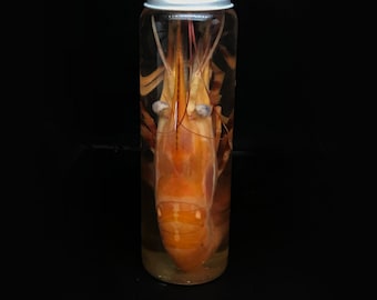 Gorgeous Prawn  in a jar - Curiosity - Cruelty free - Oddity- Wet specimen  - Naturalist Décor