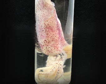 Cute baby squid wet specimen in a jar - Curiosity - Cruelty free - Oddity-