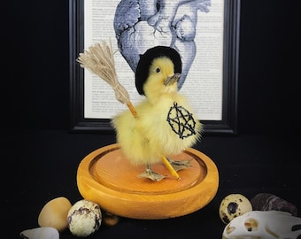 Born to be a Witch - Baby duckling in a glass dome  - Witch gift -  Curiosity - Duck - Cruelty free - Oddity- Taxidermy -Mummy - Oddities