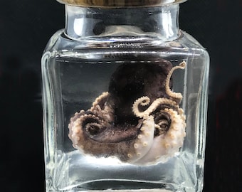 Cute red baby octopus in a jar Wet specimen - Ethically sourced Steampunk décor -  Unique gift - Curiosity - Gothic -  Witchy - Oddity-