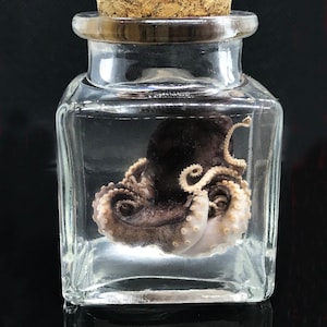 Cute red baby octopus in a jar Wet specimen - Ethically sourced Steampunk décor -  Unique gift - Curiosity - Gothic -  Witchy - Oddity-