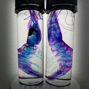 New! Rare  Diaphonized Shrimp wet specimen in Purple and Blue