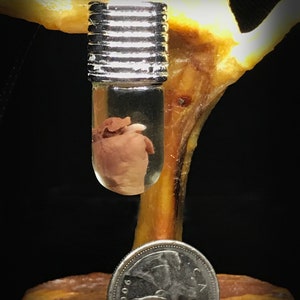 My Heart is Yours Pendant - Real rat heart in a glass vial - Oddity in a jar - Curiosity Love token gift Witchcraft supply Young witch gift image 5