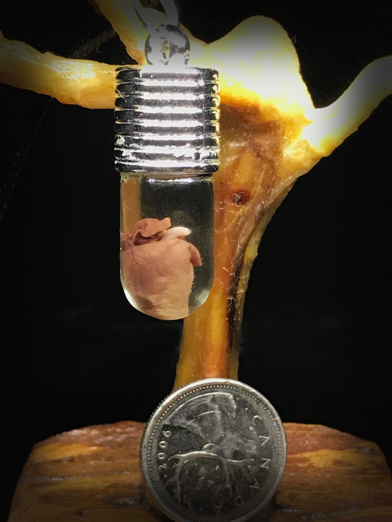 My Heart is Yours Pendant - Real rat heart in a glass vial - Oddity in a jar - Curiosity Love token gift Witchcraft supply Young witch gift image 5