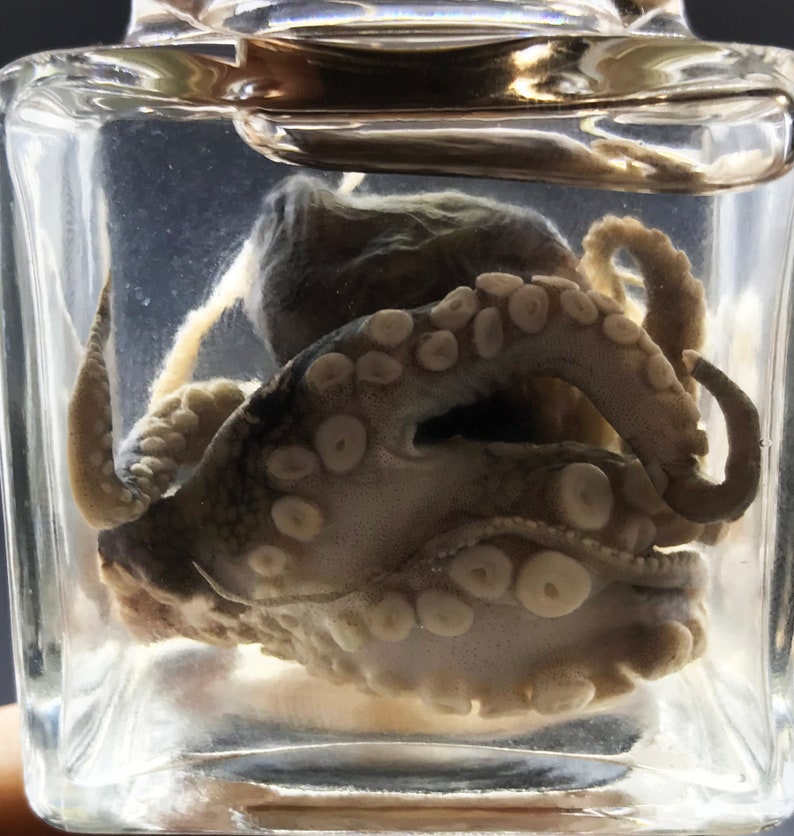 Cute baby octopus in a jar Curiosity Steampunk décor Etsy