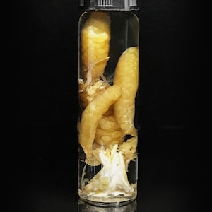 Rare! Squid eggs in a glass vial - Curiosity - Cruelty free - Oddity- Wet specimen