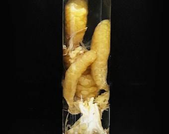 Rare! Squid eggs in a glass vial - Curiosity - Cruelty free - Oddity- Wet specimen