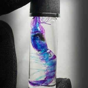 May include: A small glass vial with a black screw-top lid contains a preserved, iridescent blue and purple shrimp. The shrimp is curled up inside the vial.