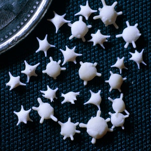 Star sand specimen - Curio - Naturalist gift - Homeschooling