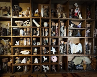 Oddities Vulture culture Mystery Gift Box of Bones and more with Customization