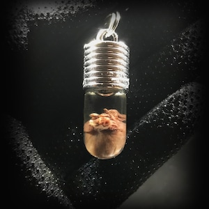 My Heart is Yours Pendant - Real rat heart in a glass vial - Oddity in a jar - Curiosity  Love token gift Witchcraft supply Young witch gift