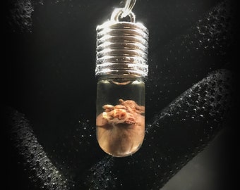 My Heart is Yours Pendant - Real rat heart in a glass vial - Oddity in a jar - Curiosity  Love token gift Witchcraft supply Young witch gift