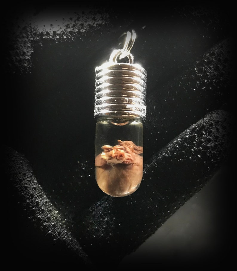 My Heart is Yours Pendant - Real rat heart in a glass vial - Oddity in a jar - Curiosity Love token gift Witchcraft supply Young witch gift image 1